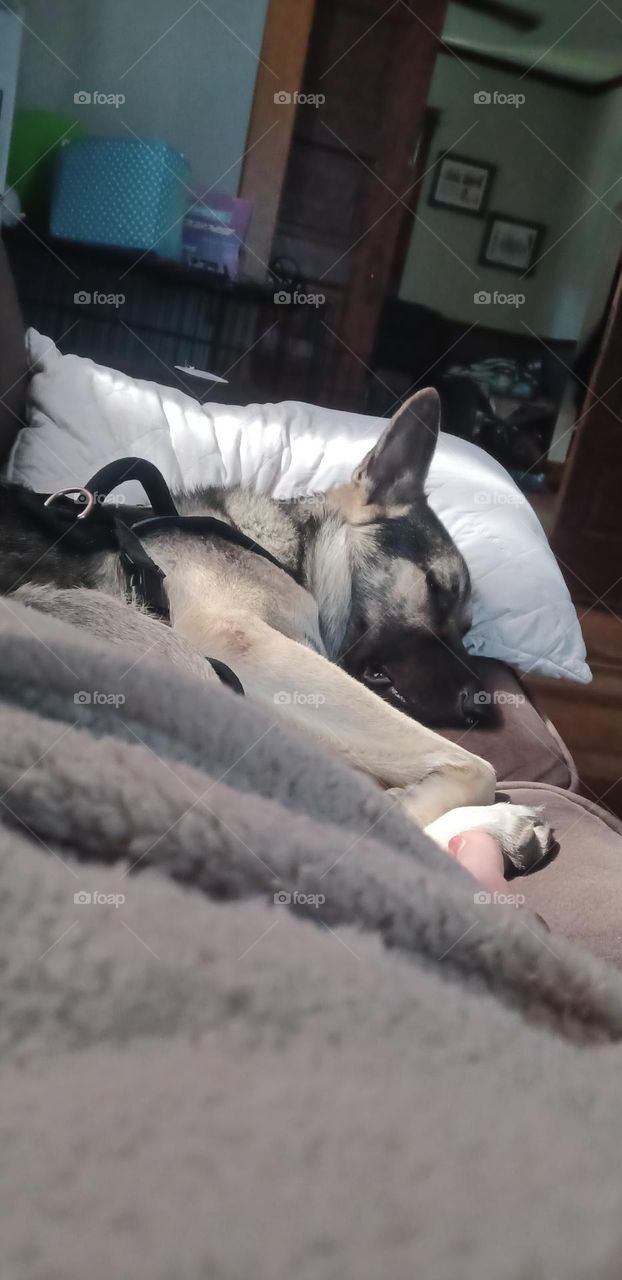 My big beautiful baby boy German shepherd Nytro taking a nappy nap on the couch 