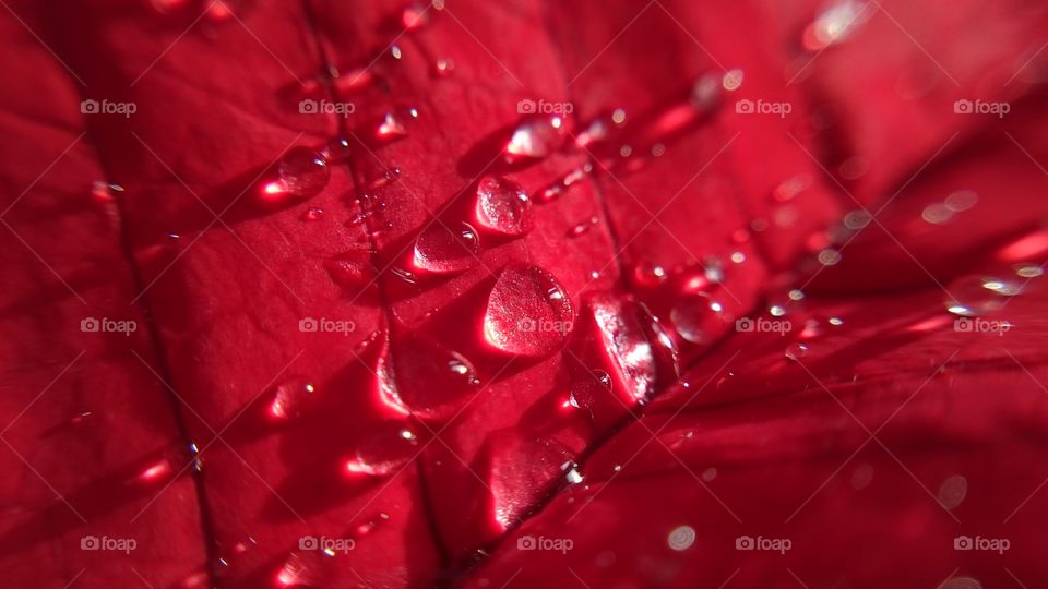 Water drops on red petal