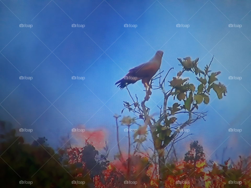 An environmental tragedy in the Brazilian Pantanal forest in Flames with its bird animals without knowing where to go.