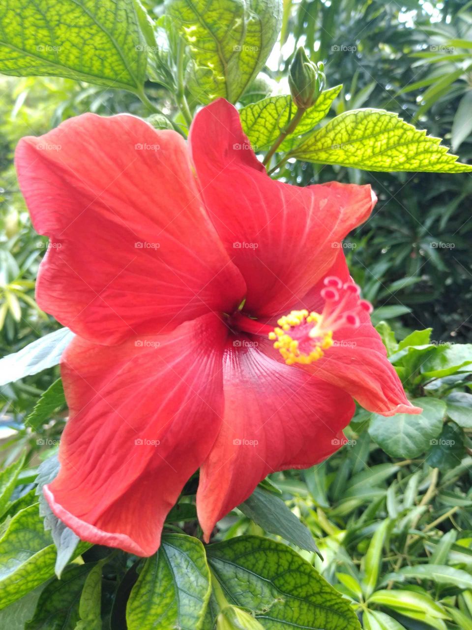 red hibiscus flower in my garden
