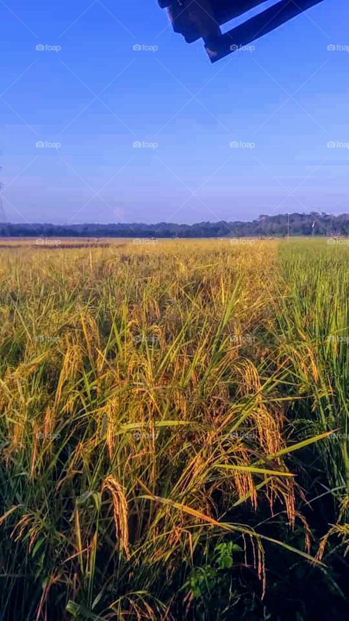Rice fruit ready for harvest