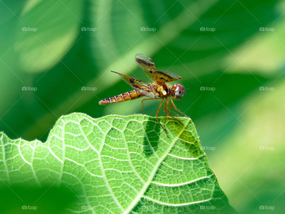 Baby dragonfly