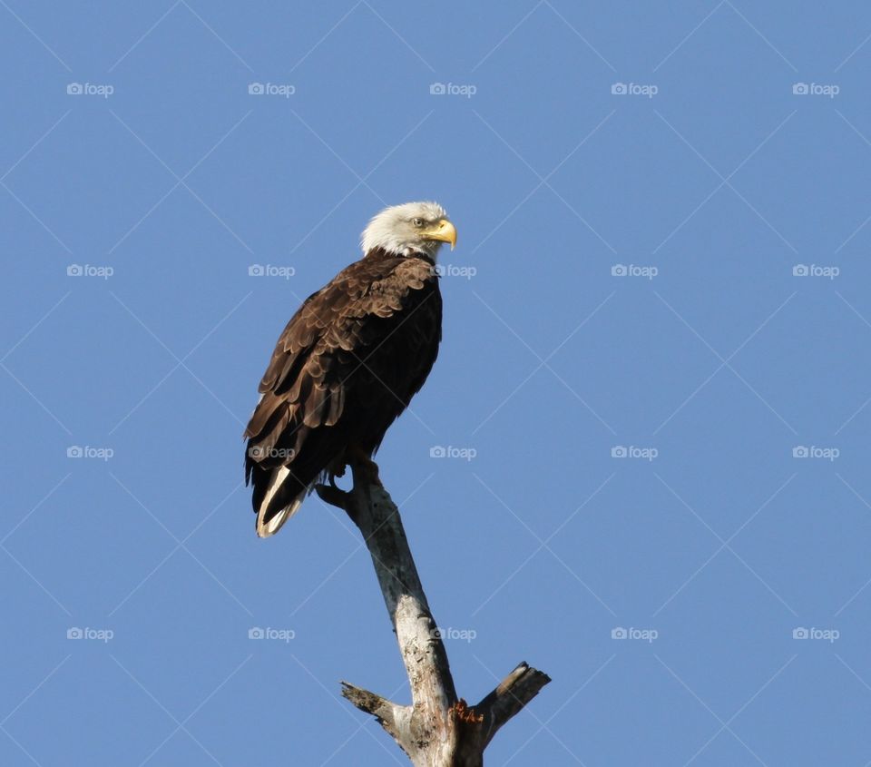 Bald eagle