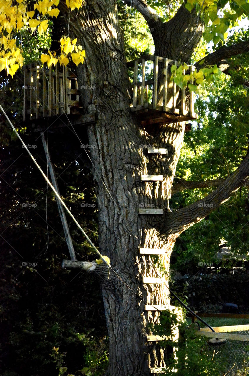 Small wooden structure on tree