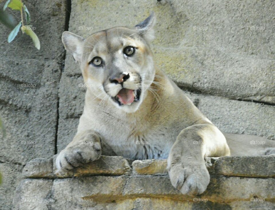 Cougar
