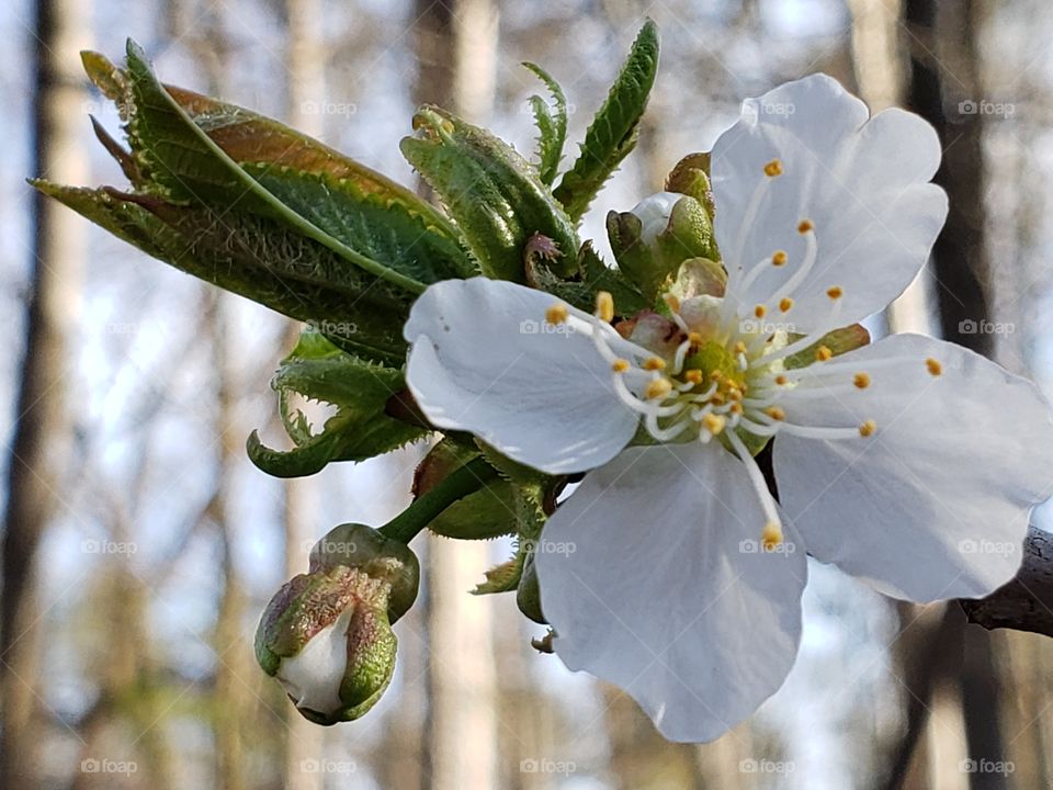 True cherry blossoms