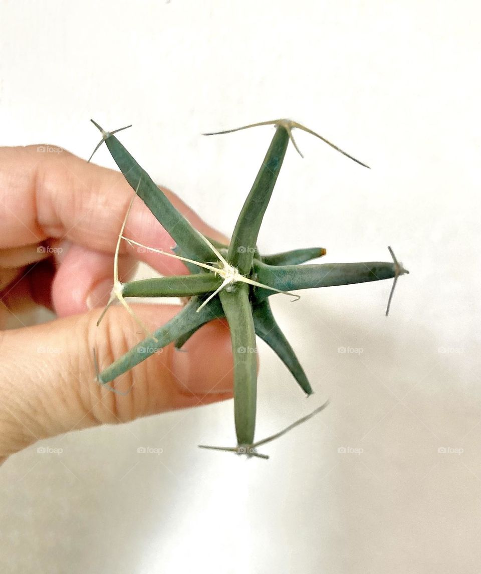 Leuchtenbergia principis, a single species in this genus. Somehow this cactus reminds me of the TIE fighter/interceptor in Star Wars though it’s not the same at all 😁