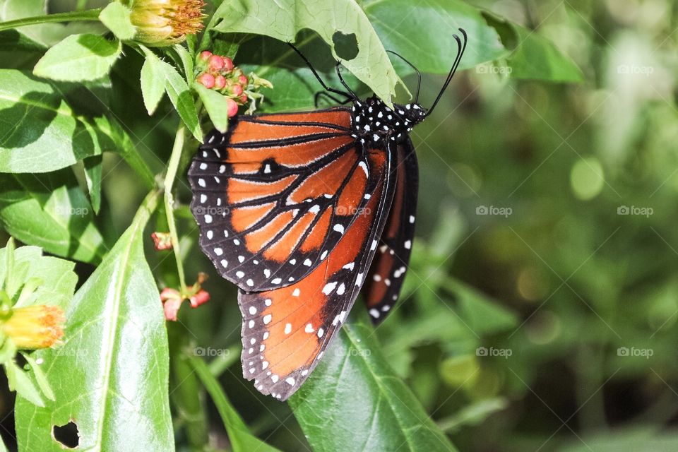 Monarch Butterfly 