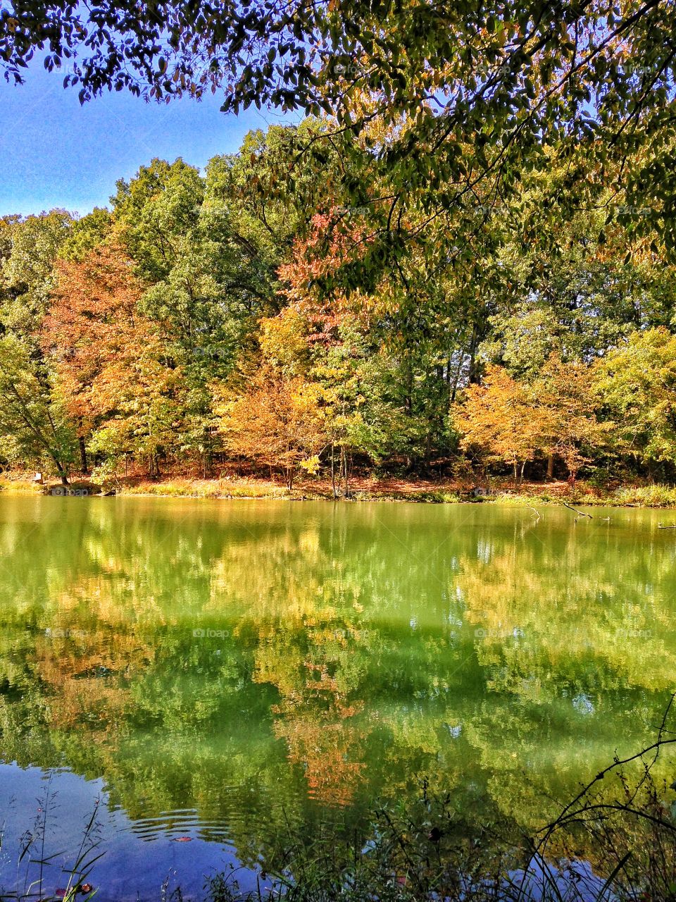 Fall by the forest lake