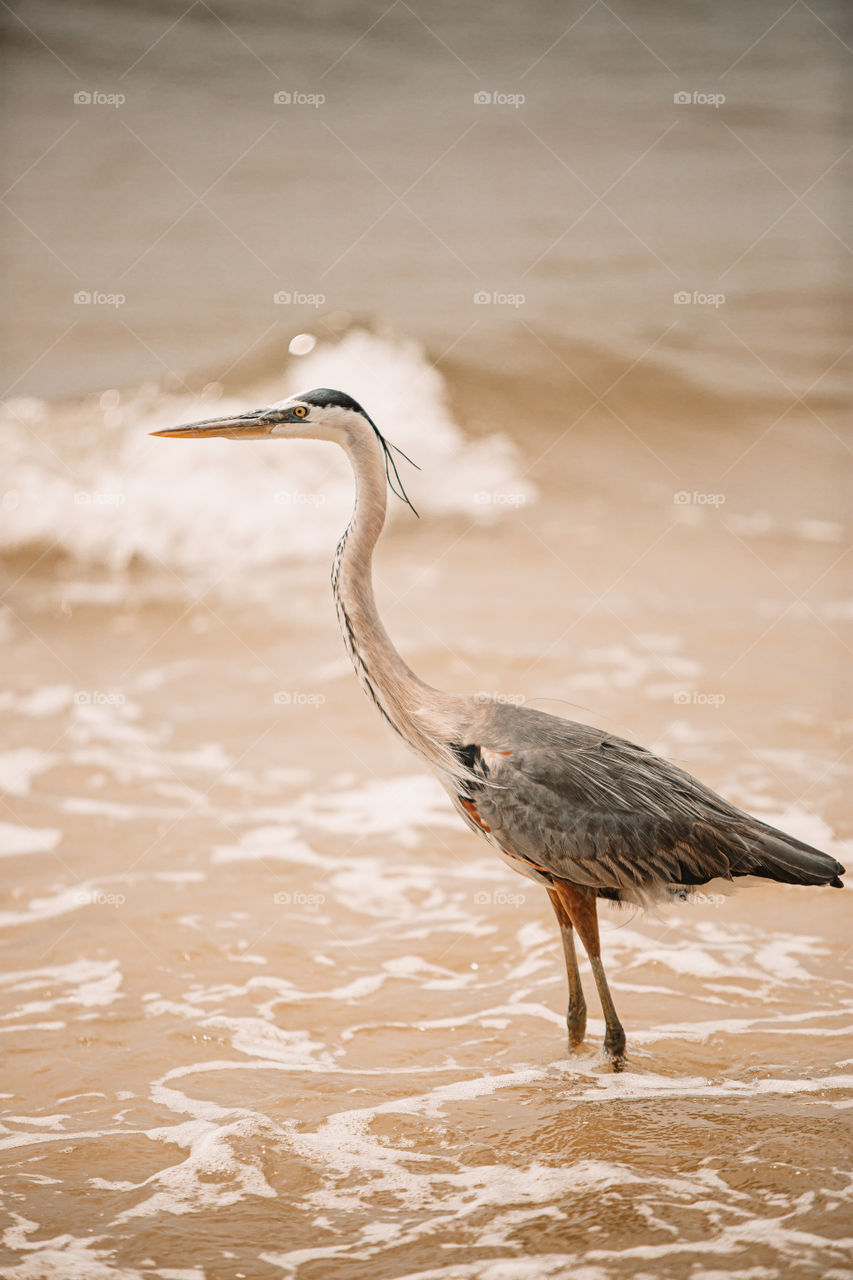 Heron on the beach 