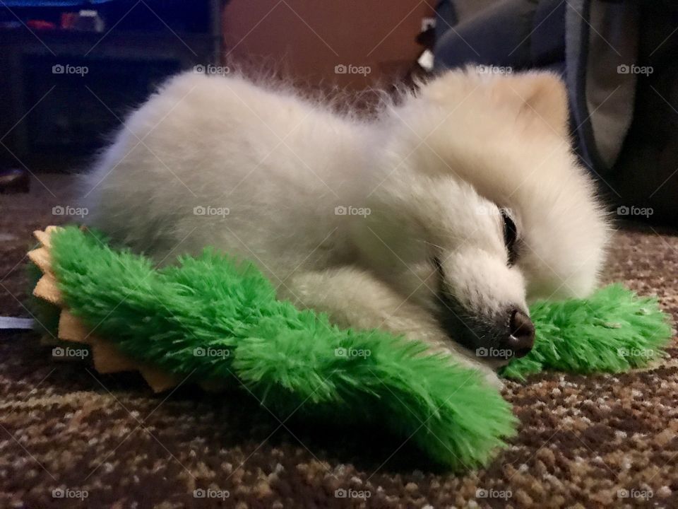 TaTa male white Pomeranian sleeping with his toy