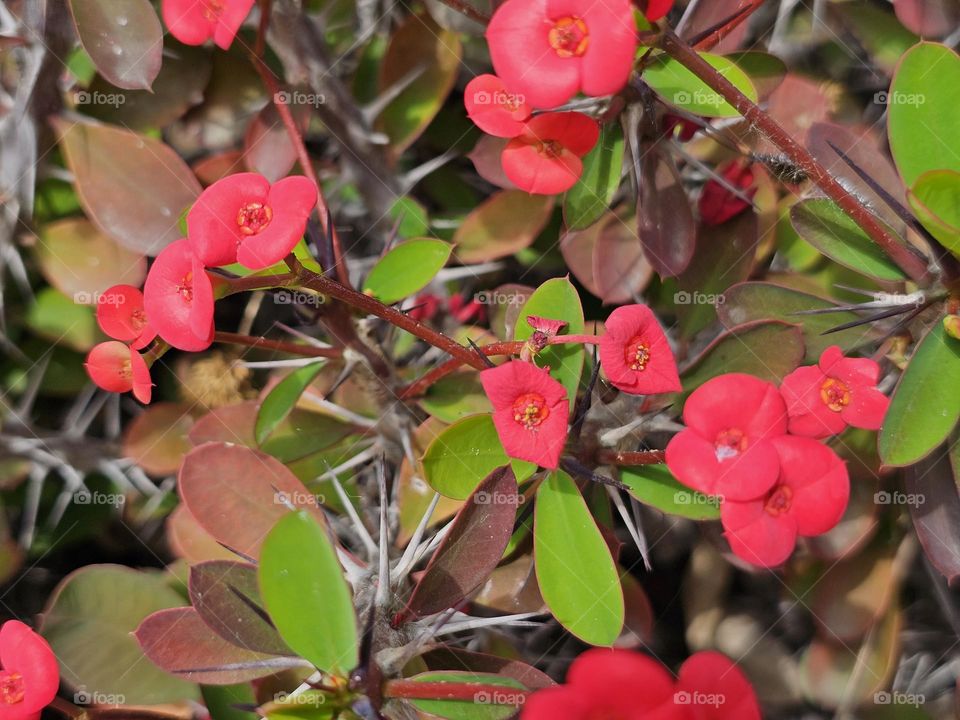 Beautiful small red flower, but with big thorns here photographed on a sunny day. The bright red flowers almost glowing with radiance. It's name is Crown of thorns or Christ plant.