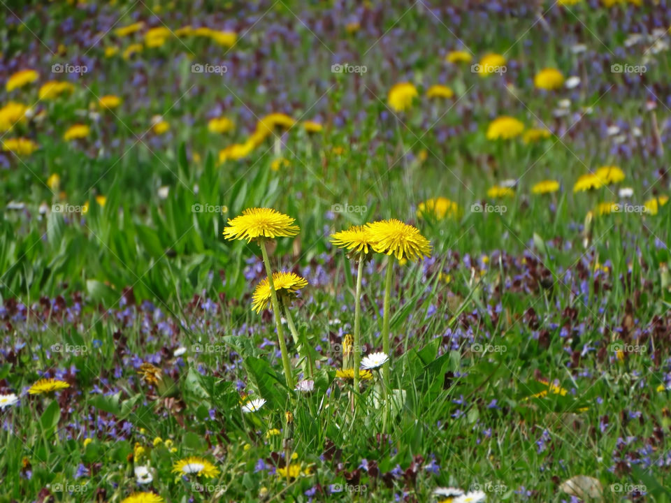 Dandelions