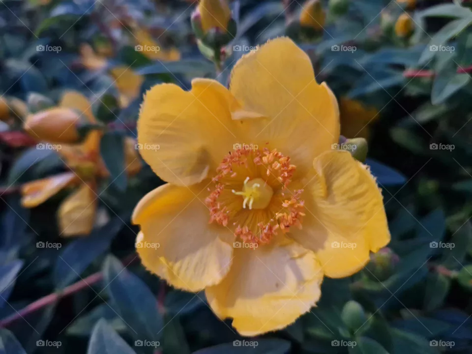 The large yellow flowers appear in the period July-September. hypericum calycinum