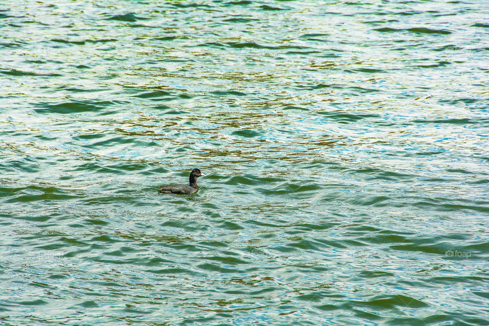 small duck is swimming in the lake