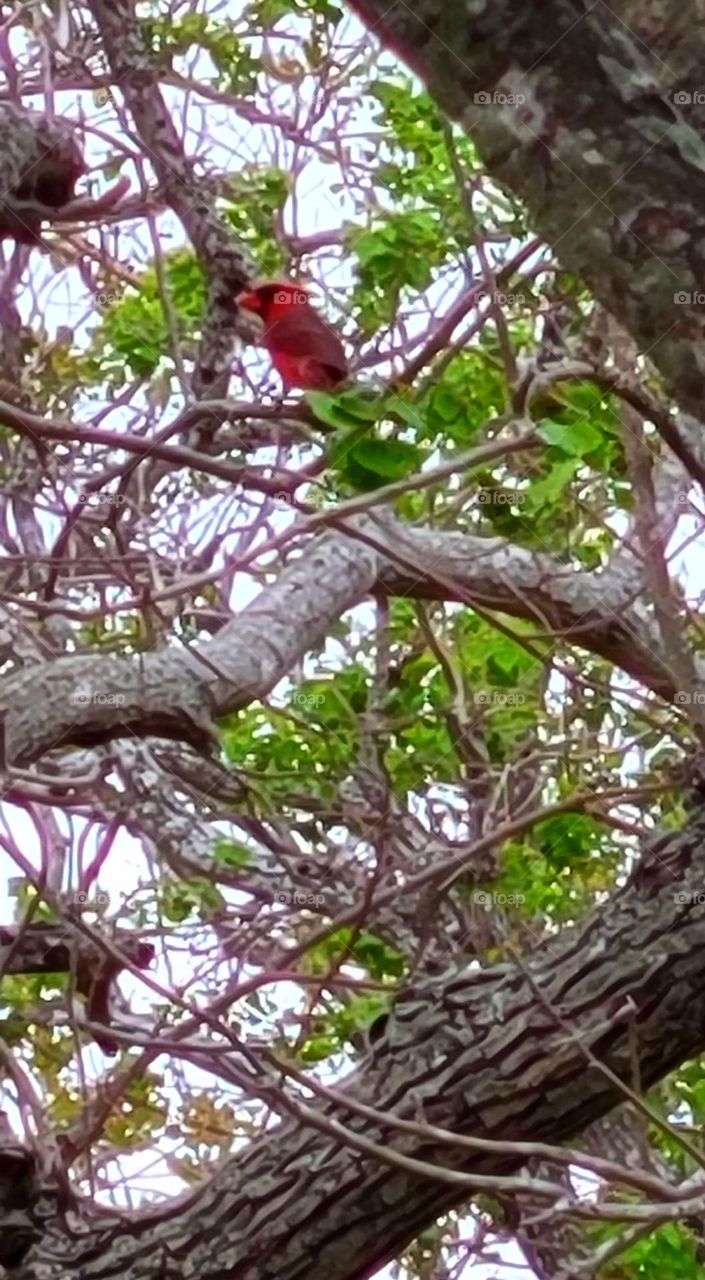 This male Red Cardinal and his female companion have been hanging out around my yard. Think they're nesting.