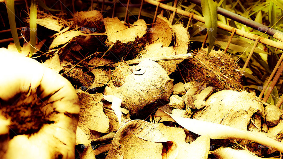 Abstrato, plano de fundo, cascas de côco.