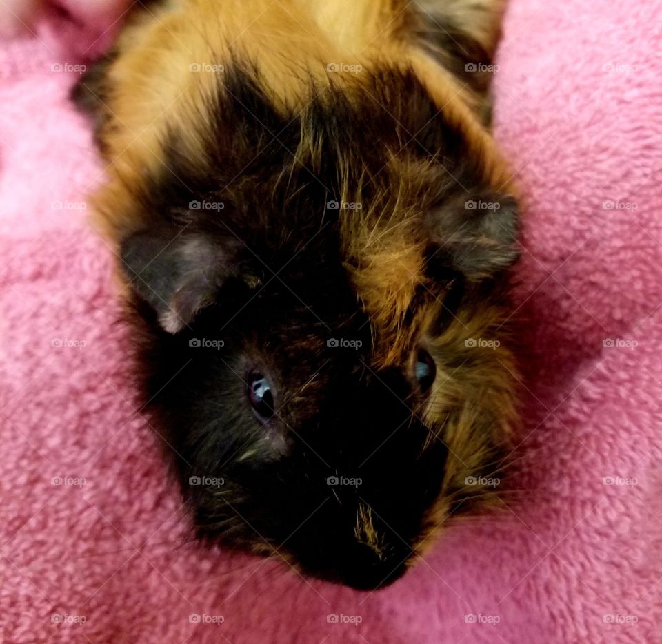 Guinea pig cutie