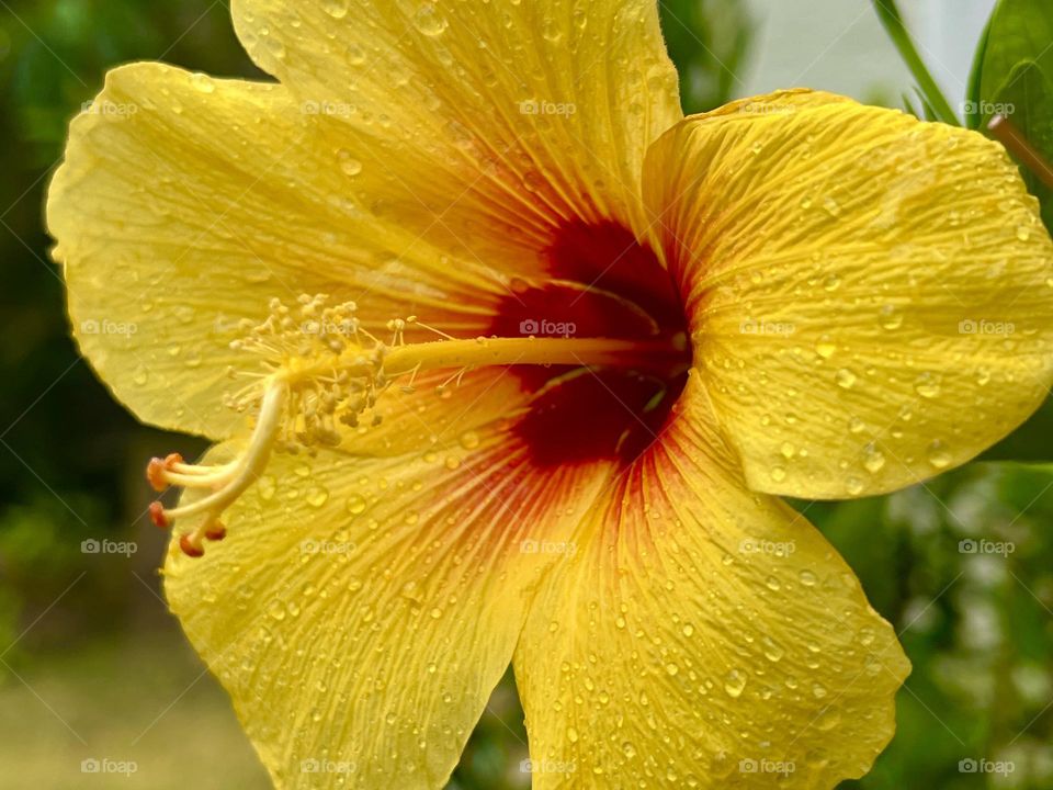 Pretty hibiscus flower after the rain 