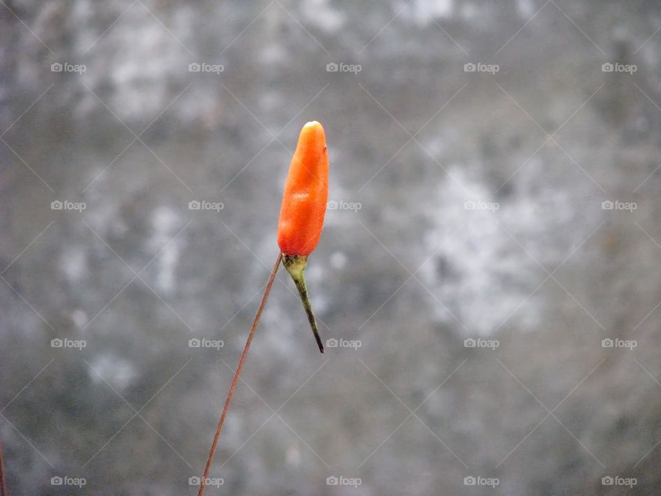 Close-up view of orange cayenne pepper skewered on thin wood on isolated background