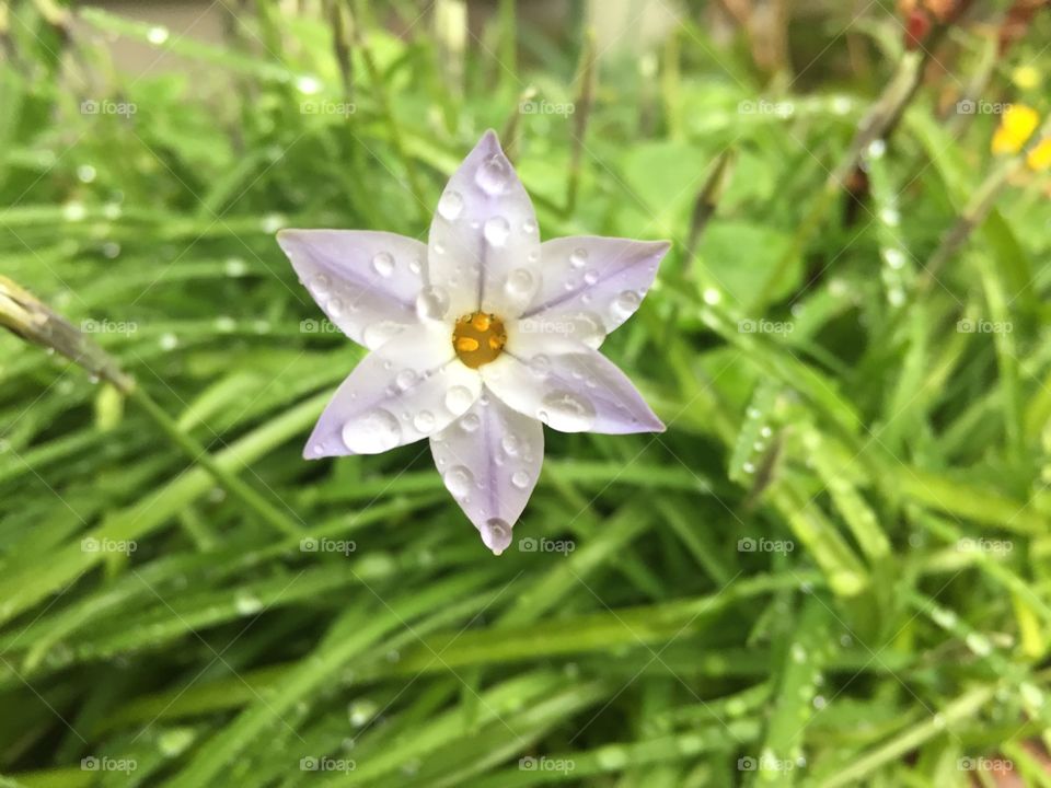 Allium tuberosum flower
