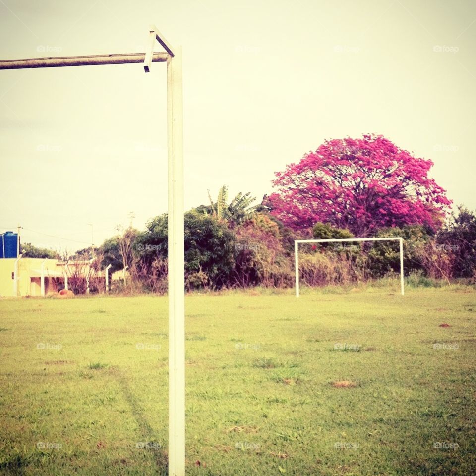 Uma imagem bem bacana do amanhecer: o campinho de futebol com o florido pé de ipê. 