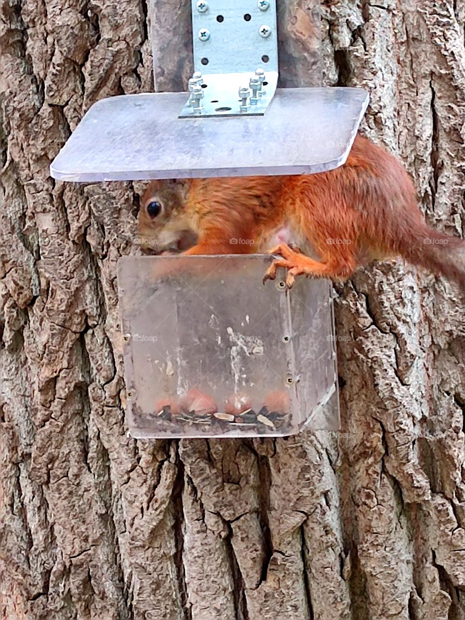 The squirrel climbed into the feeder for nuts