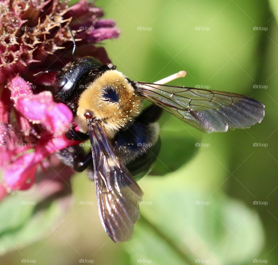 Bumble bee on a flower