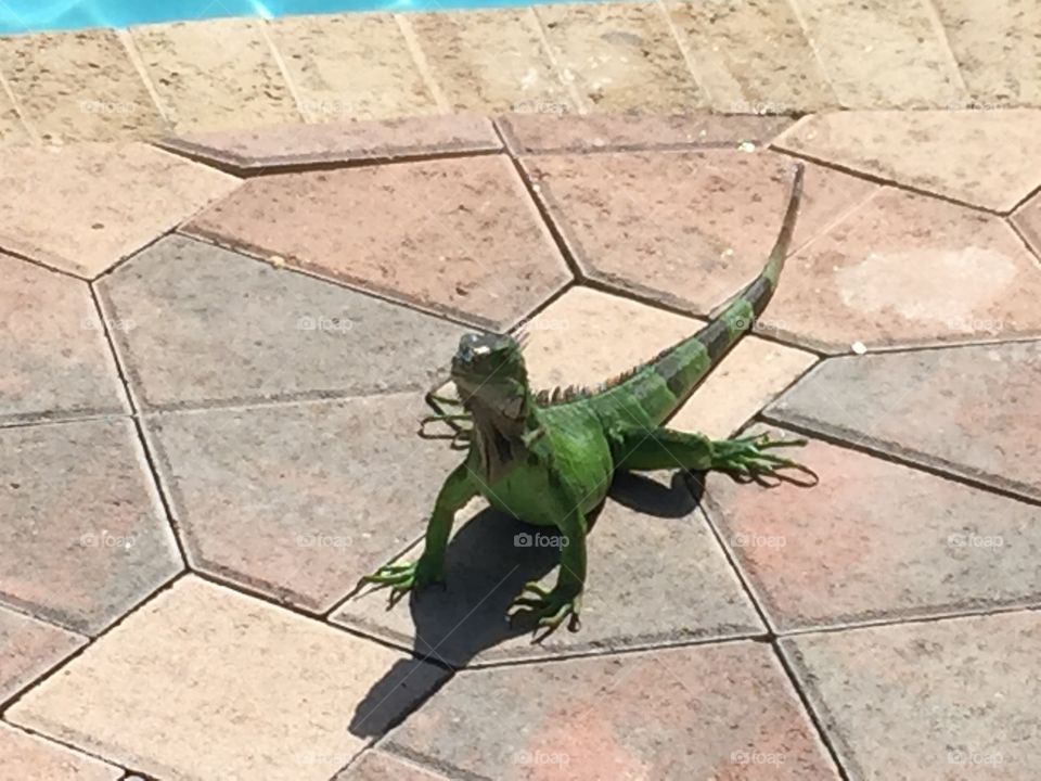 Iguana