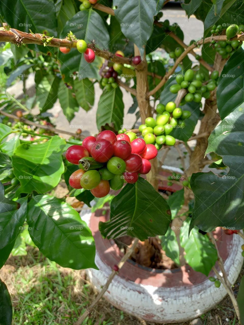 tree with coffee beans