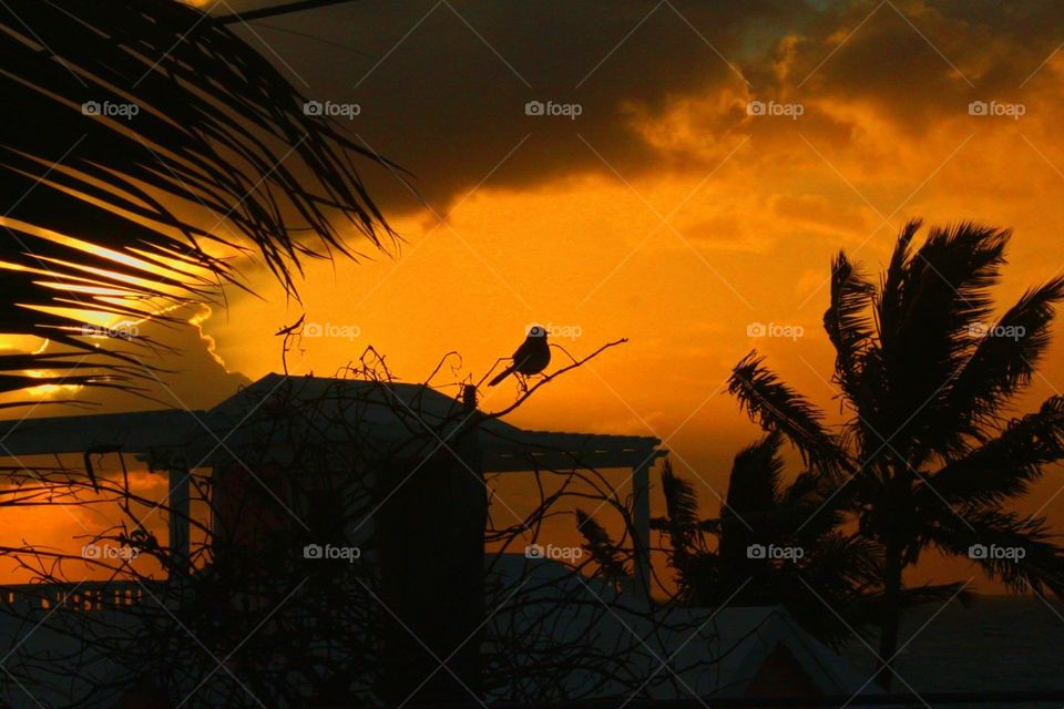 Morning bird. Morning orange sunrise and bird silhouette  