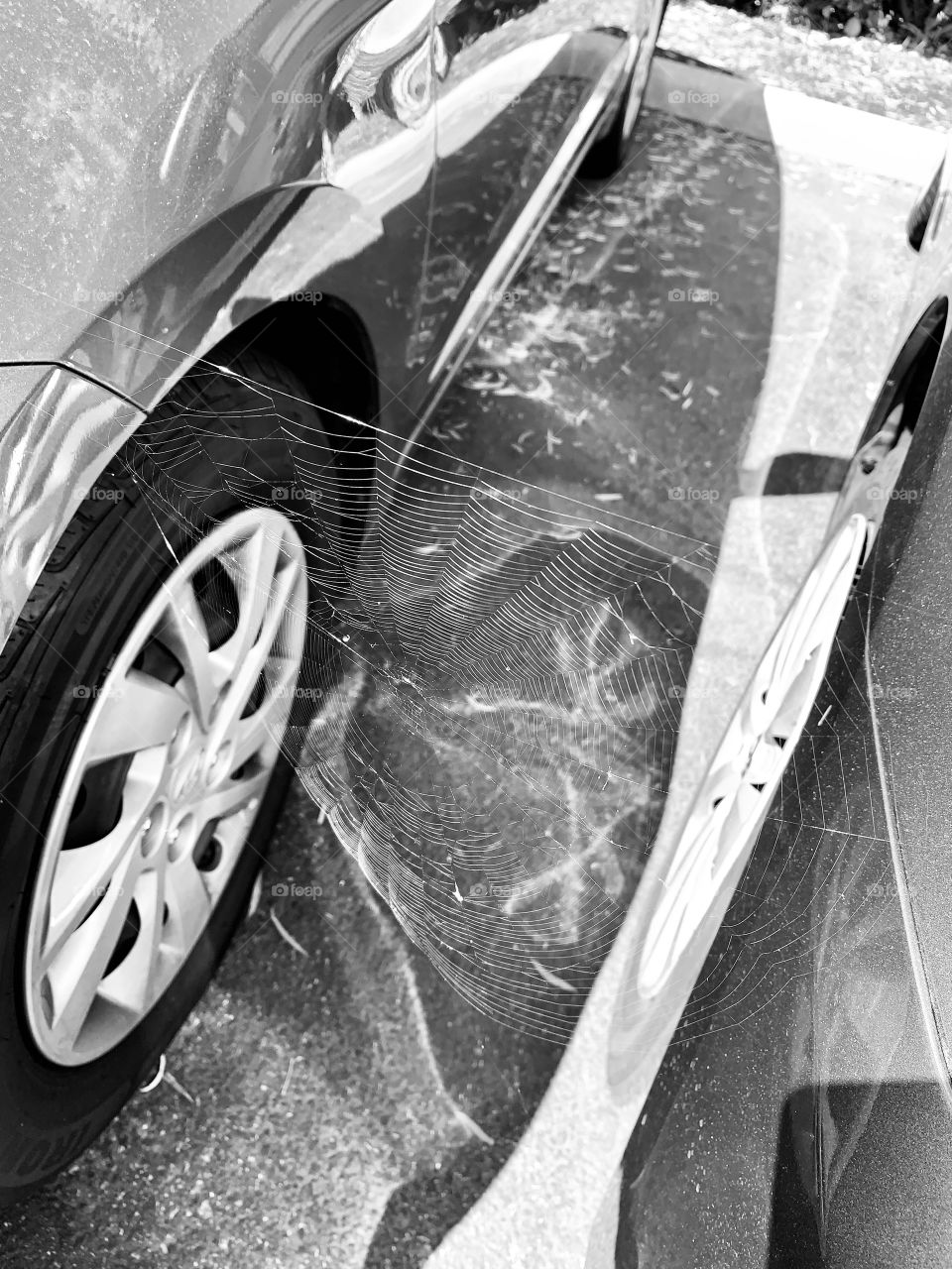 Spider web in black and white. 