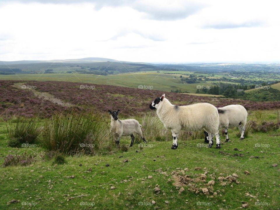 Sheep with a lamb