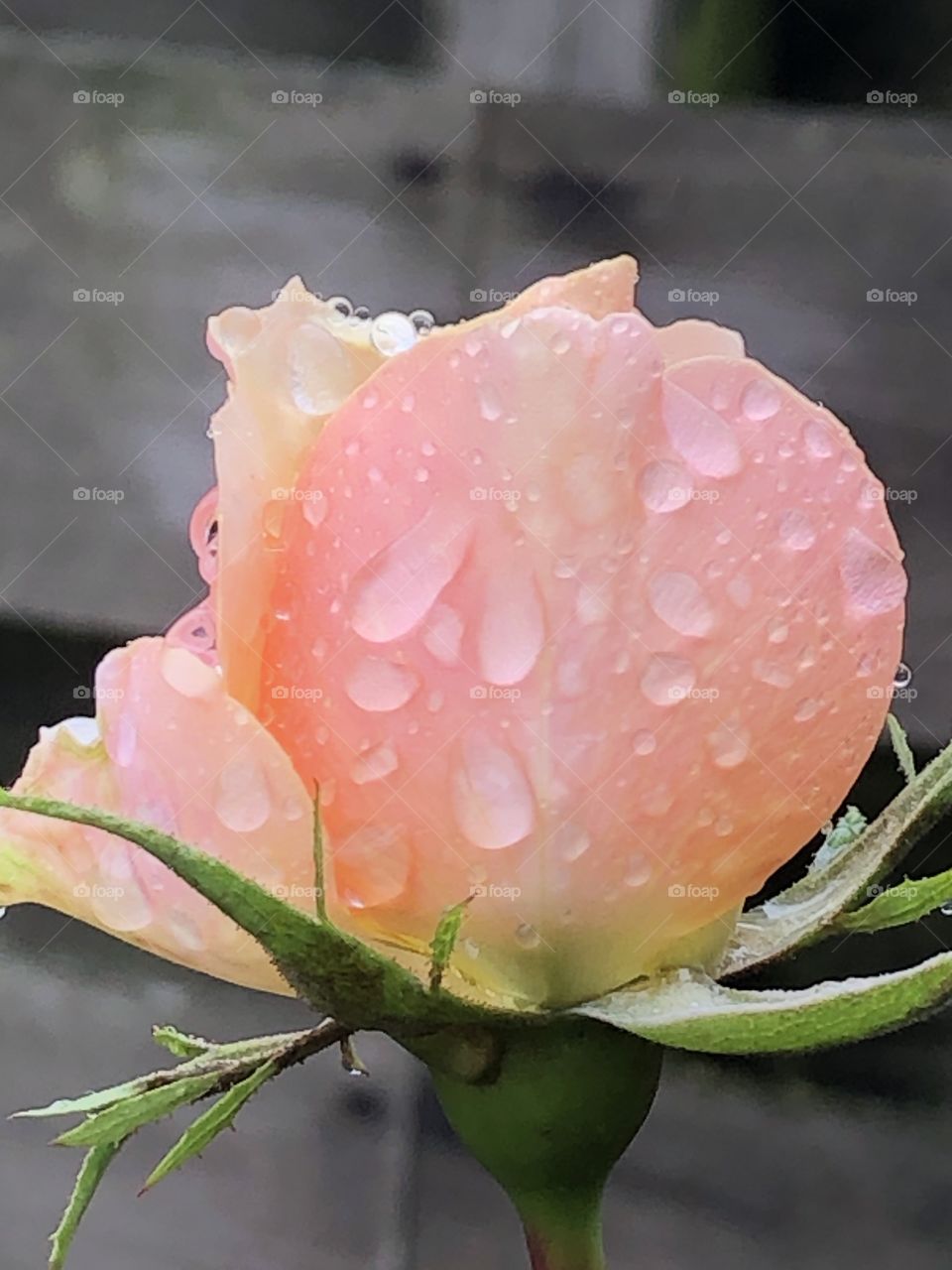 A rose in the rain 