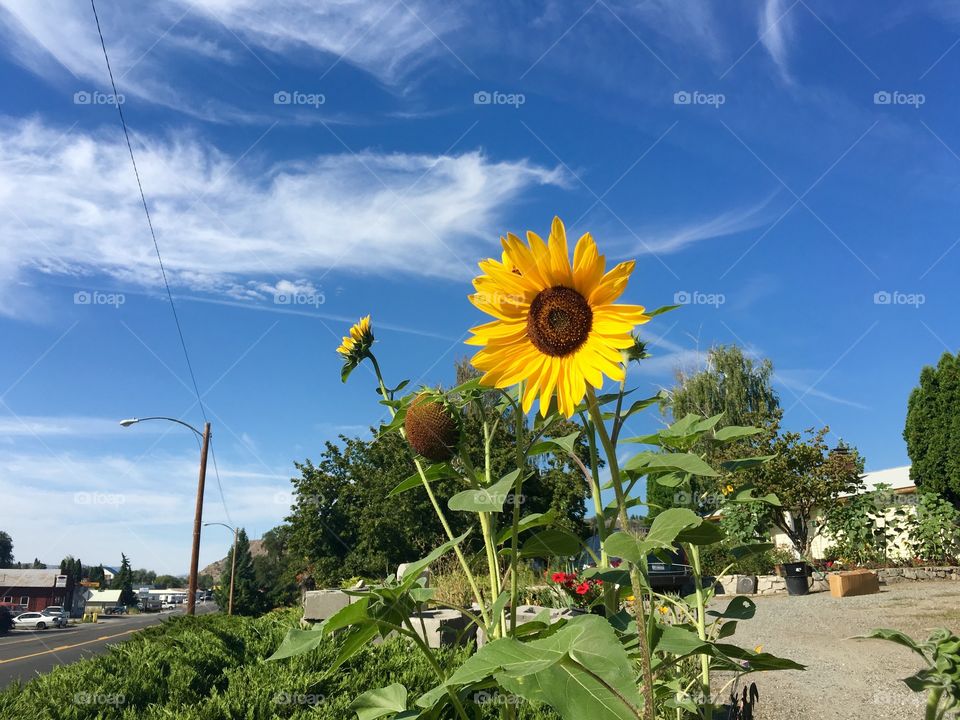 Sunflower