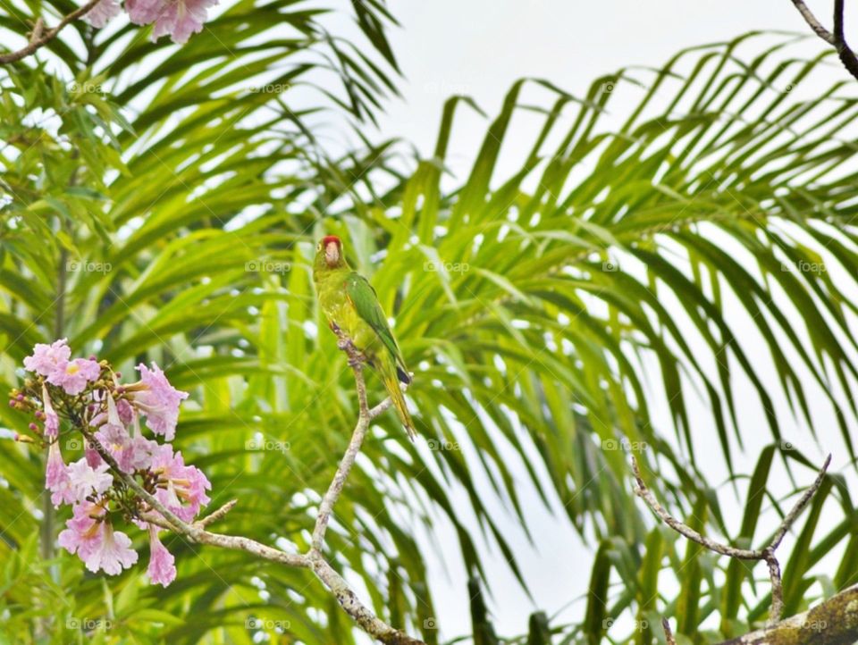 The perfect camouflage