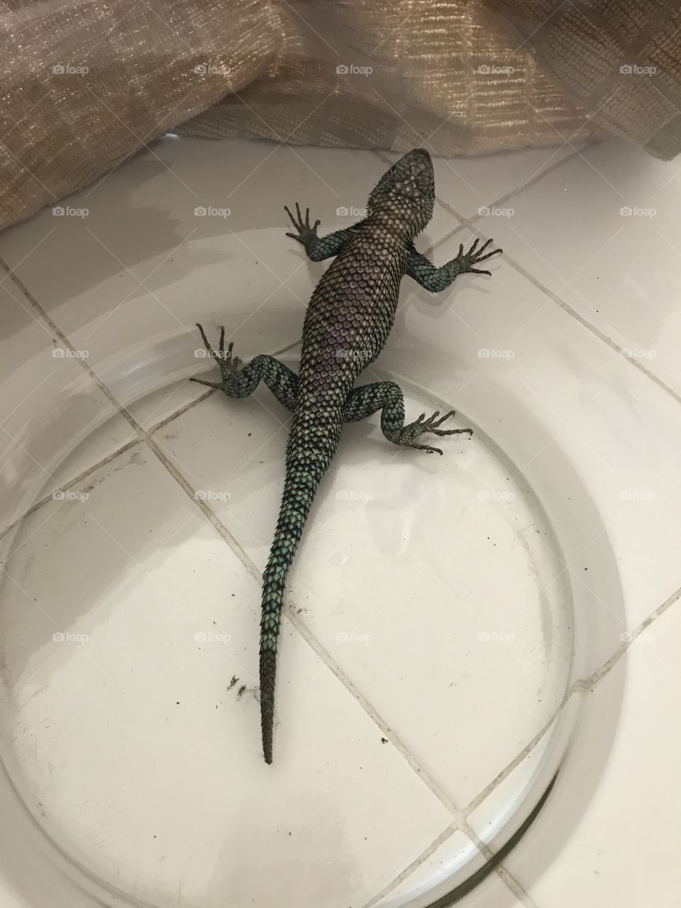 Caught in a Glass Bowl