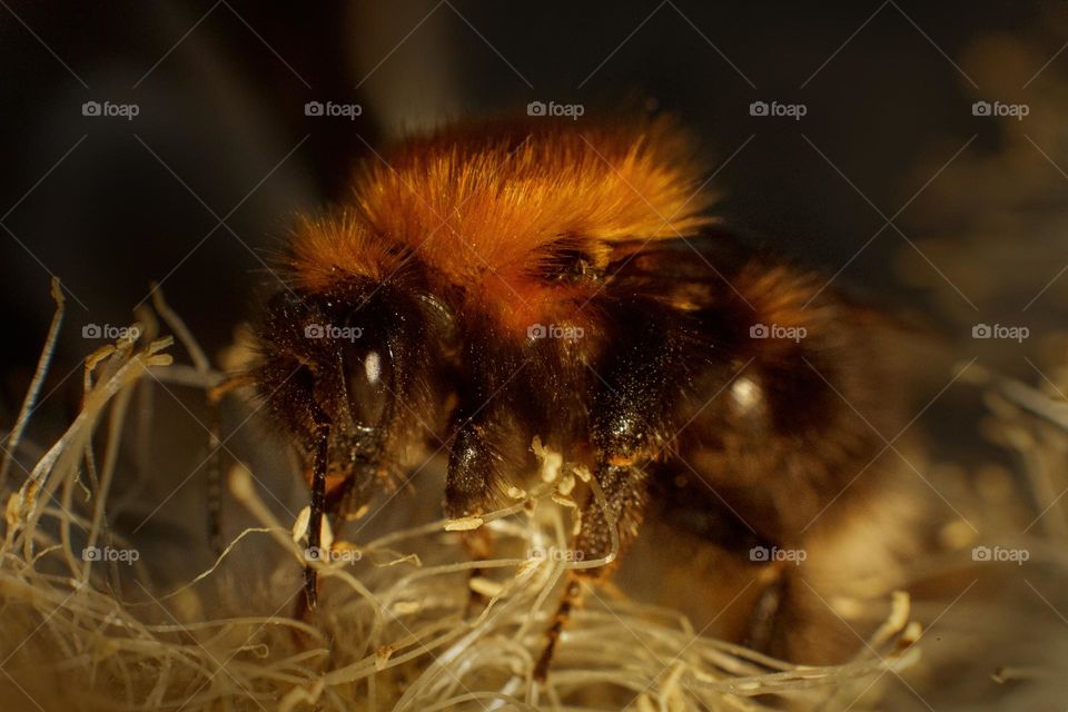 Bumblebee on pussy willow tree, close up