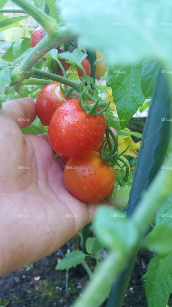 Red tomatoes in harvest