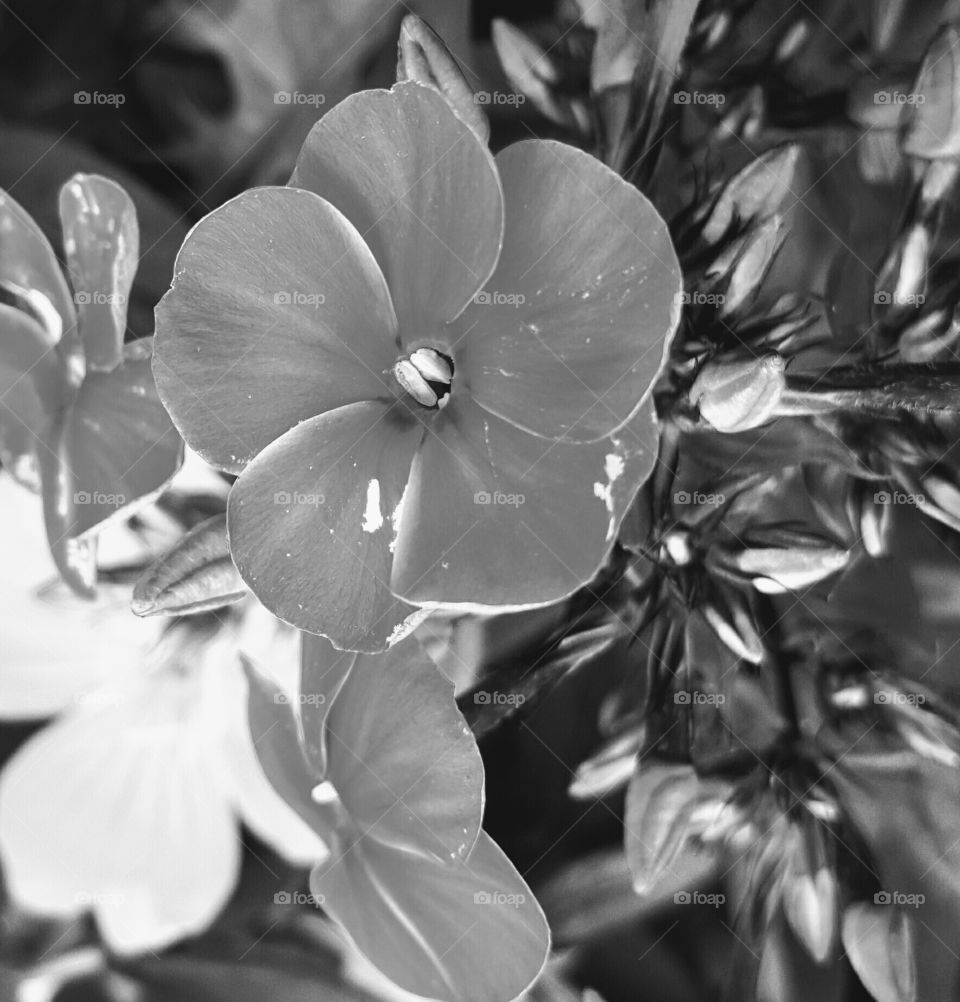 Phlox and Buttercups