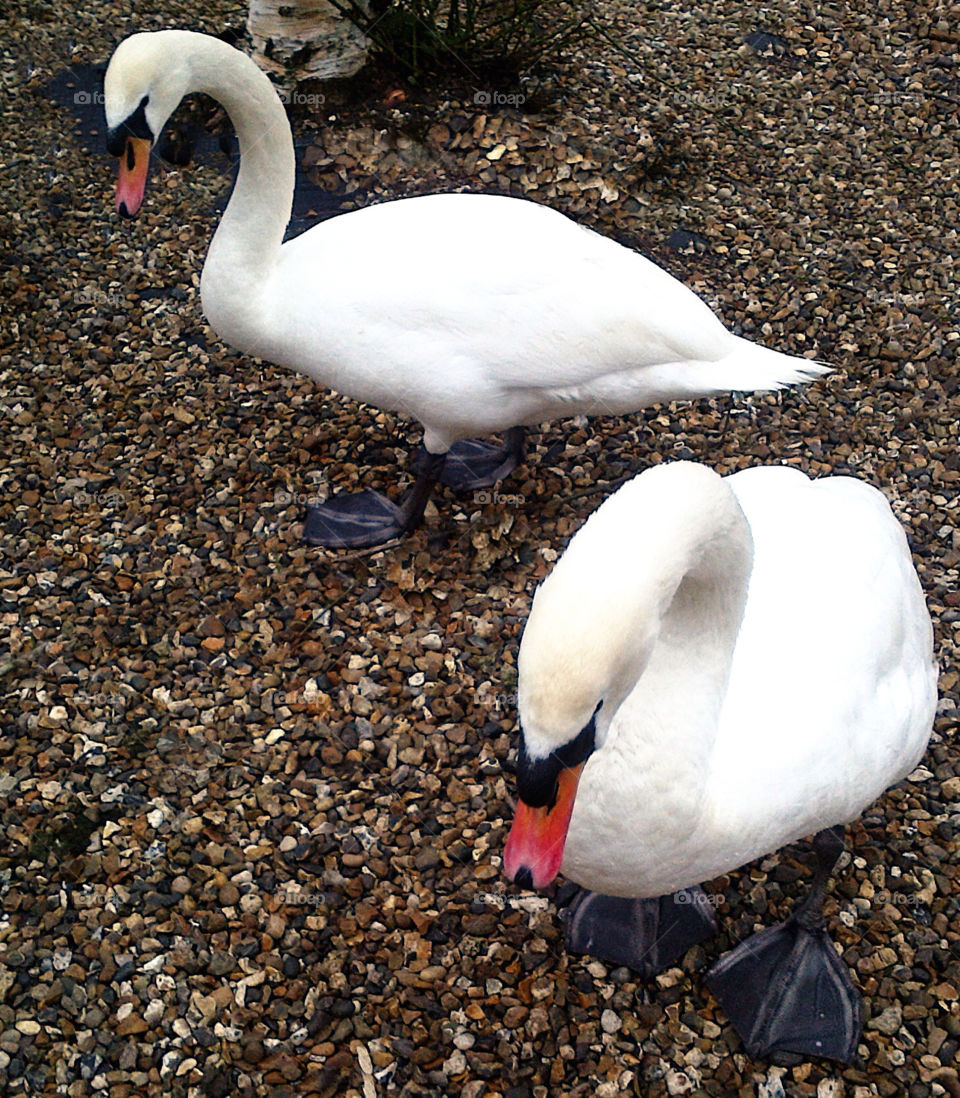 Pair of Mute Swans in Surrey, England