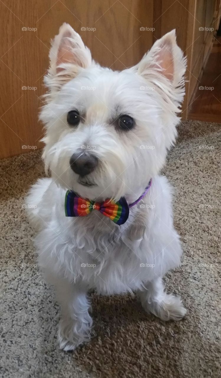 adorable dog in a rainbow bowtie