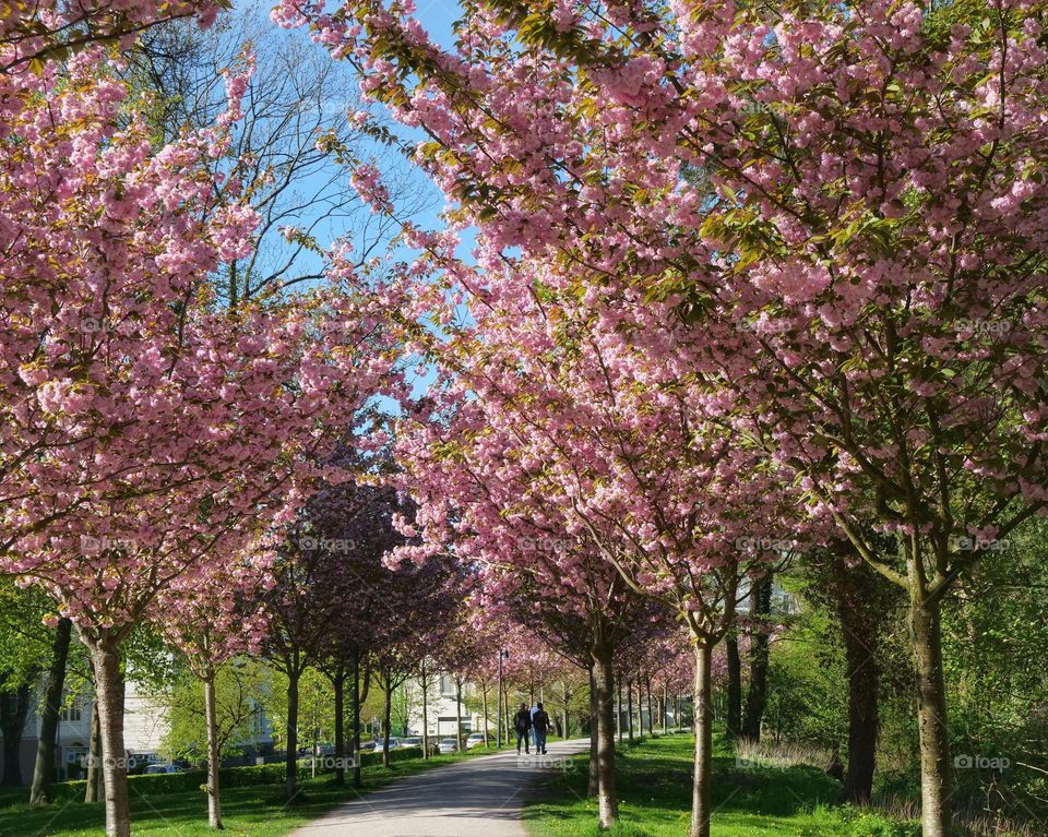 Cherry blossoms way