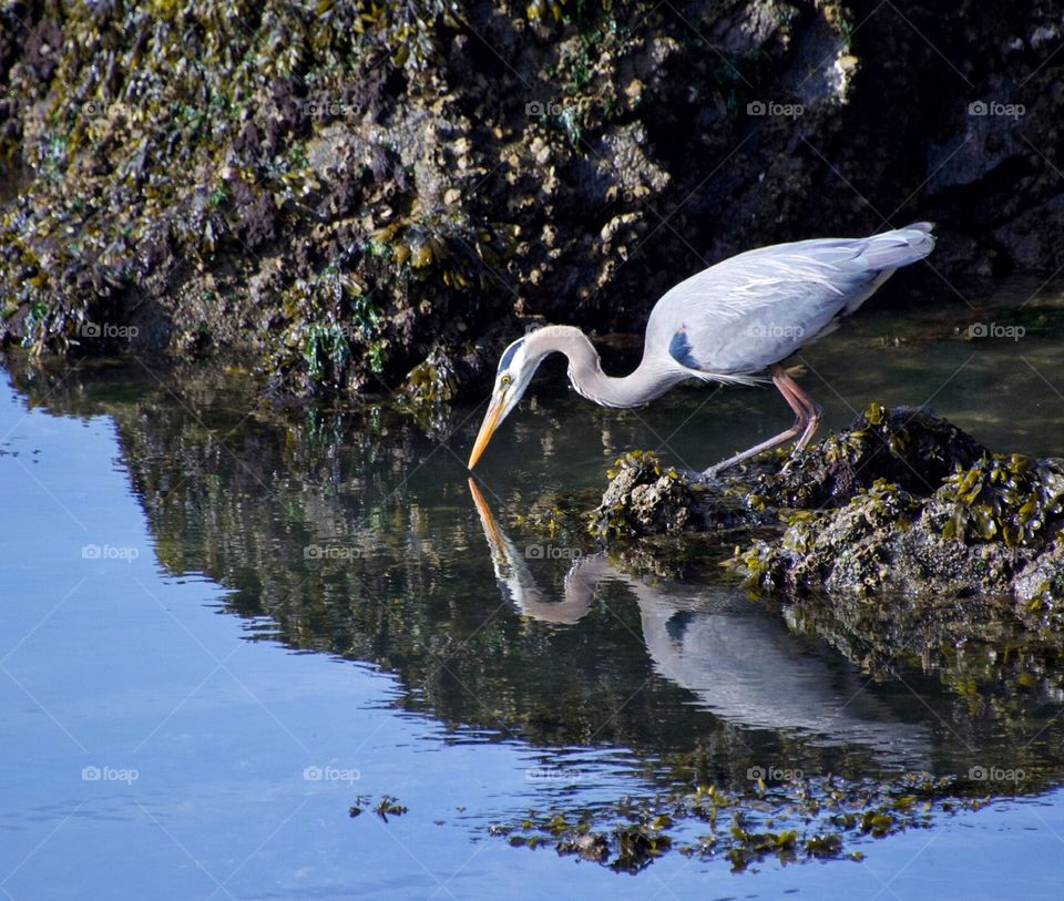 Great Blue Heron admiring its reflection