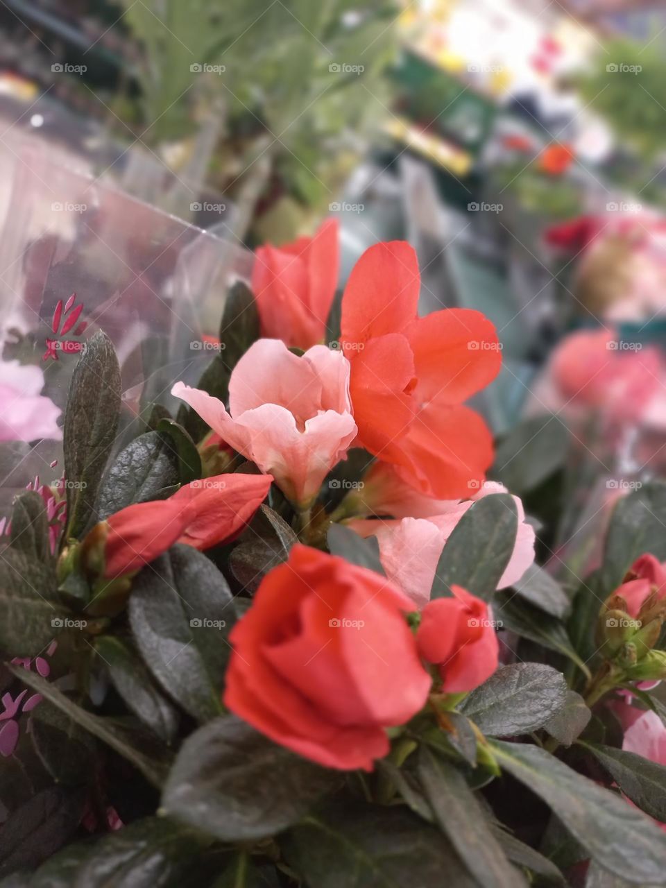 As flores  com cores vibrantes e perfumadas, estão  relacionadas, principalmente  como atração  para a  polinização por animais, com a função  de garantir a reprodução  do vegetal