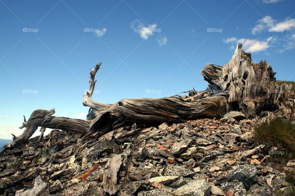 Old Dead Elephant Tree