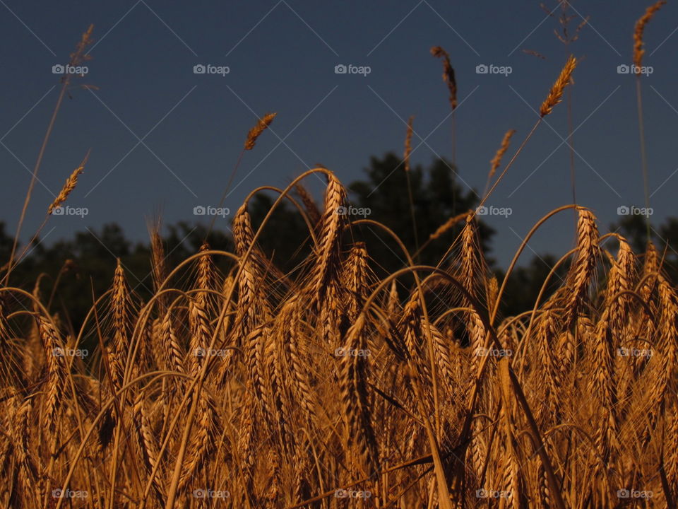 Cereal, Wheat, Field, Crop, Seed