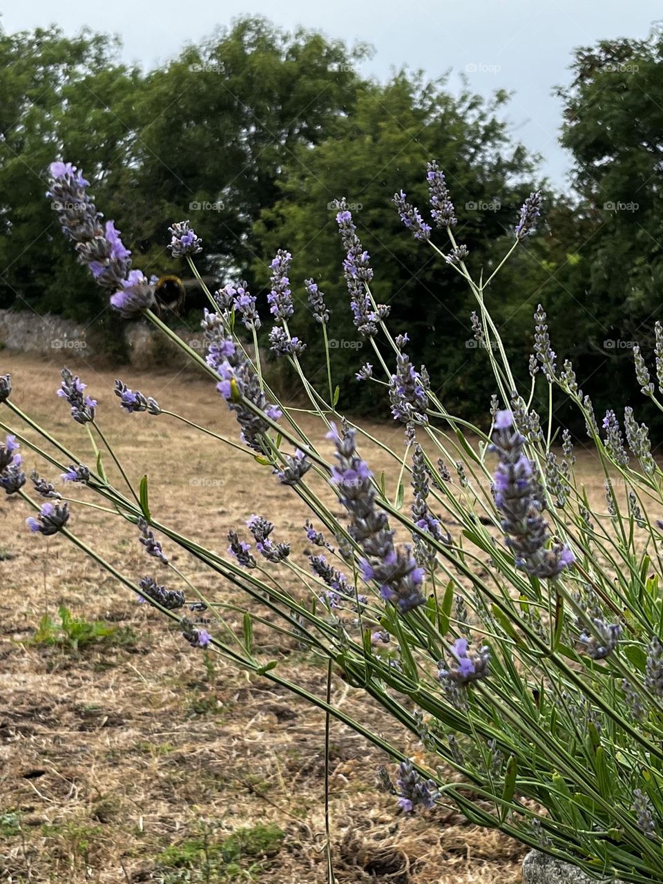 Sweeping lavender 