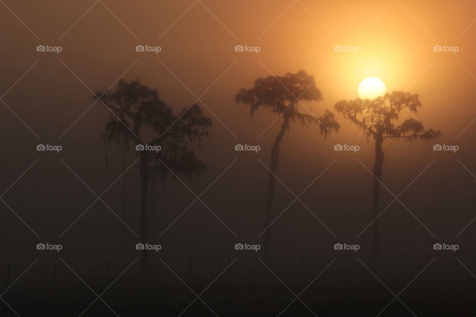 Cypress trees on foggy morning