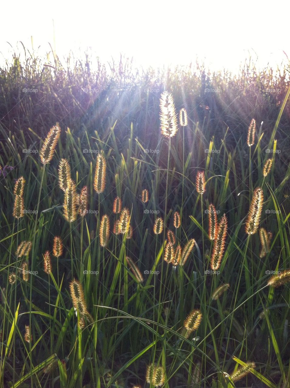 Close-up of plant in field